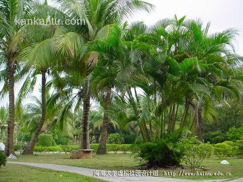 海南大学美景