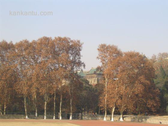 武汉大学美景