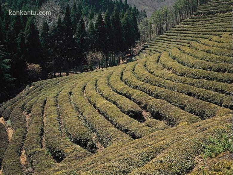 乡村田野