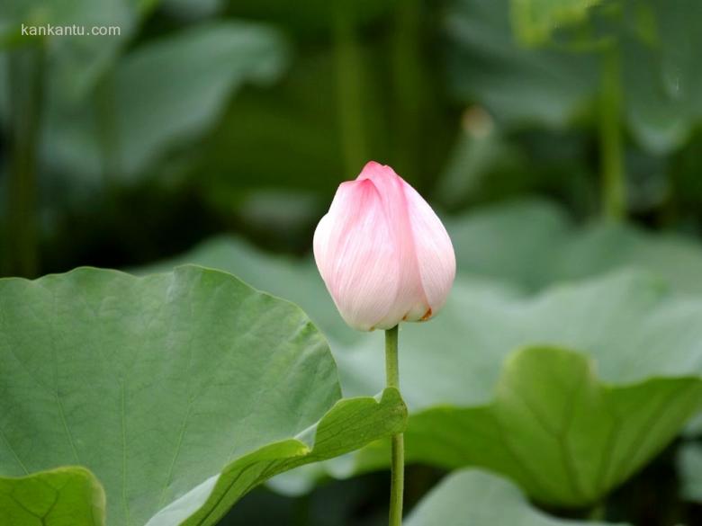 出水芙蓉