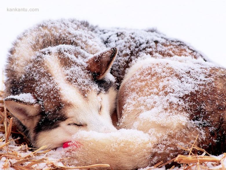 雪地之狼