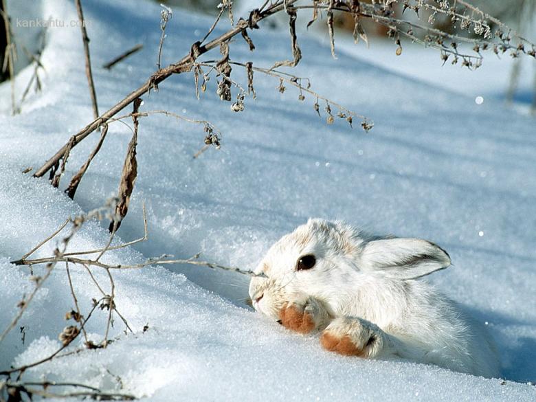 雪地白兔