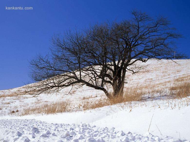 冰雪融融