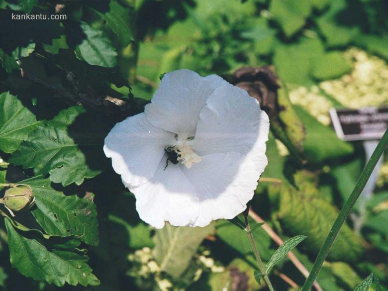 花草欣赏