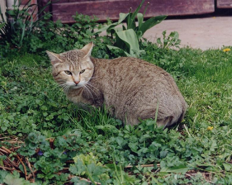 猫壁纸