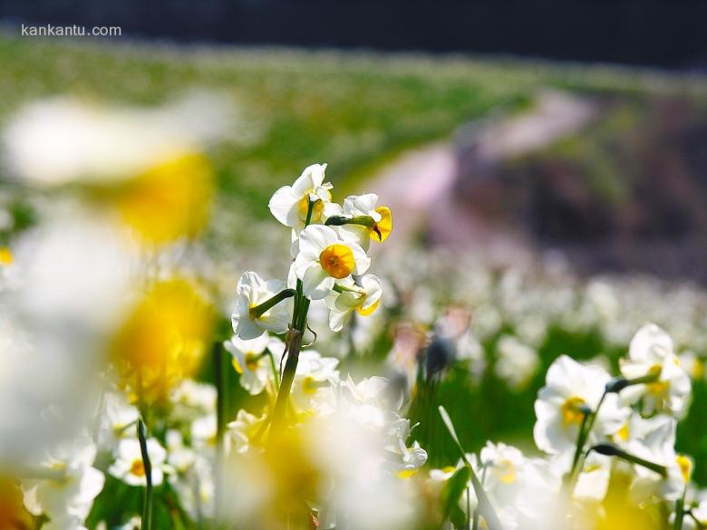 水仙花欣赏