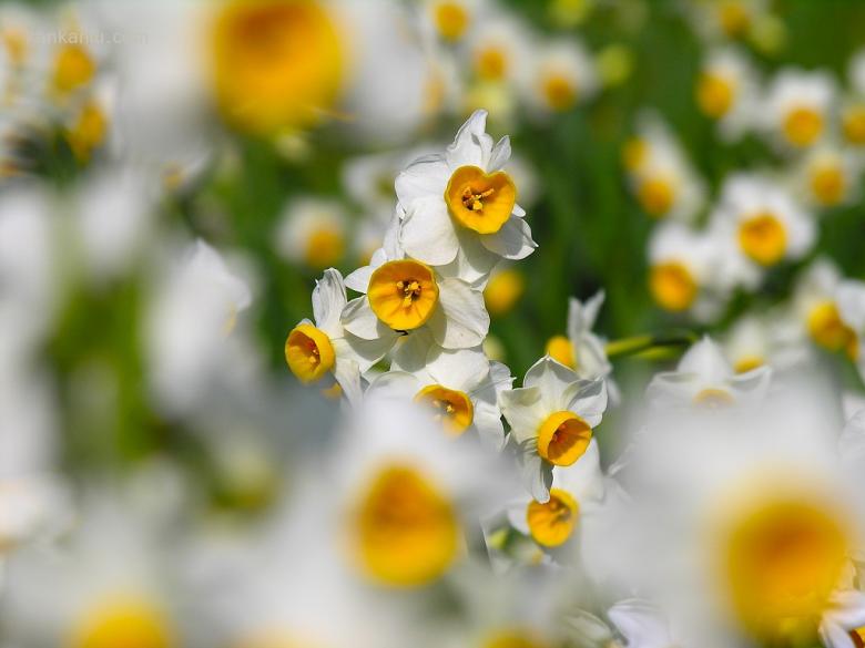 水仙花欣赏