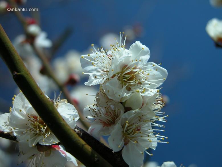 梅花欣赏