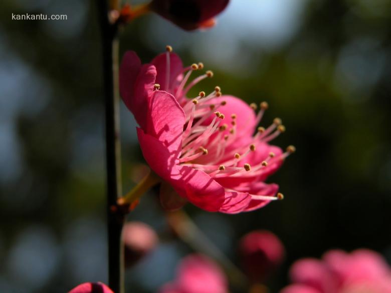 梅花欣赏