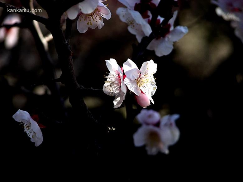 梅花欣赏