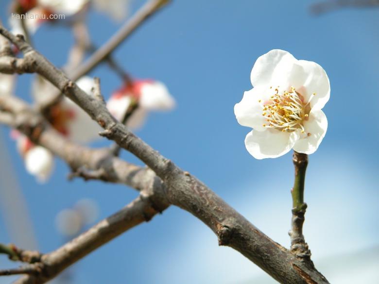 梅花欣赏