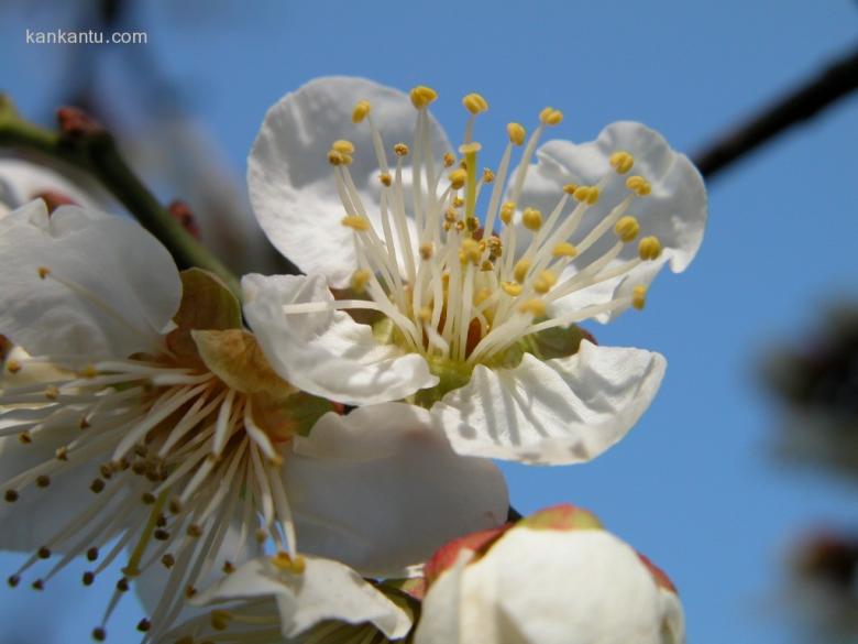 梅花欣赏