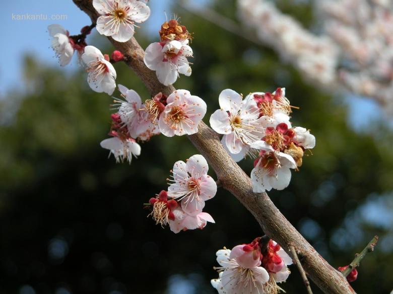 梅花欣赏