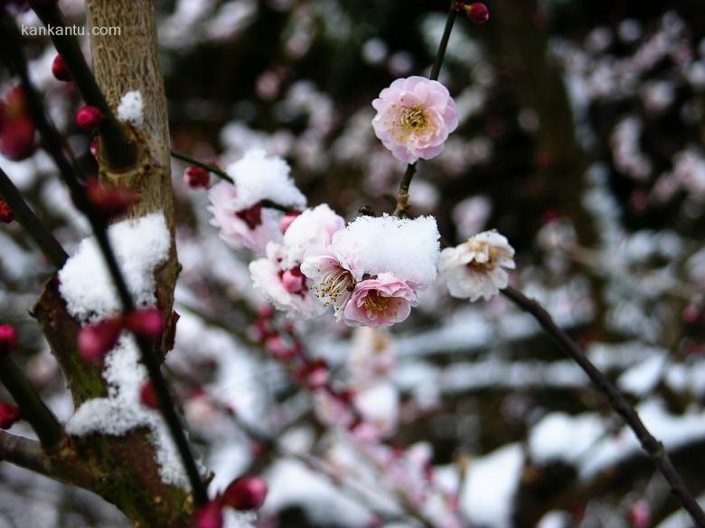 梅花欣赏