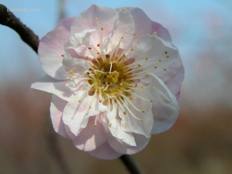 梅花欣赏