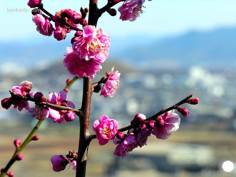 梅花欣赏