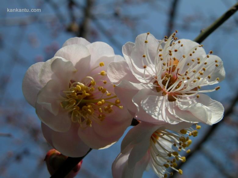 梅花欣赏