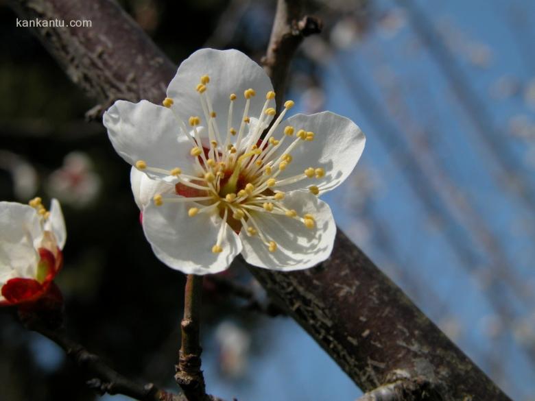 梅花欣赏