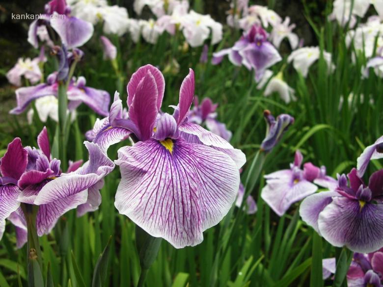 山崎花写真