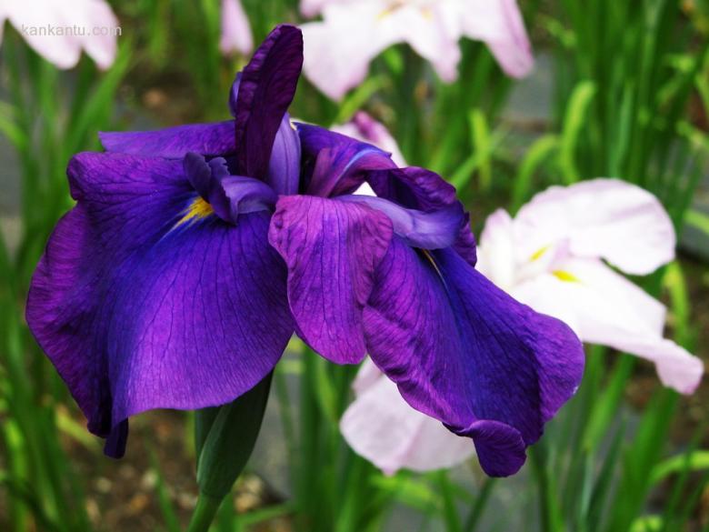 山崎花写真