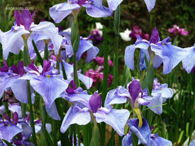 山崎花写真