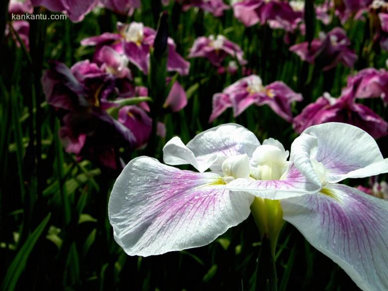 山崎花写真