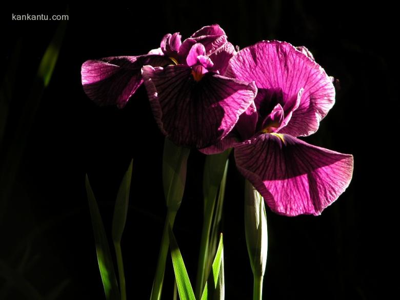 山崎花写真