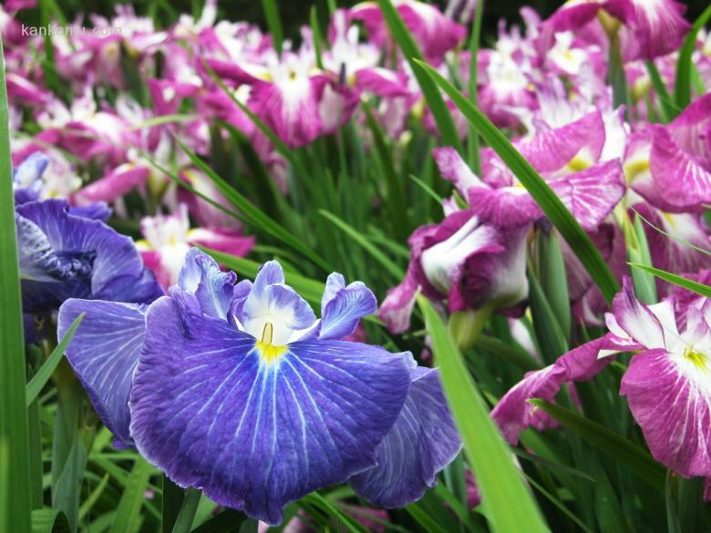 山崎花写真