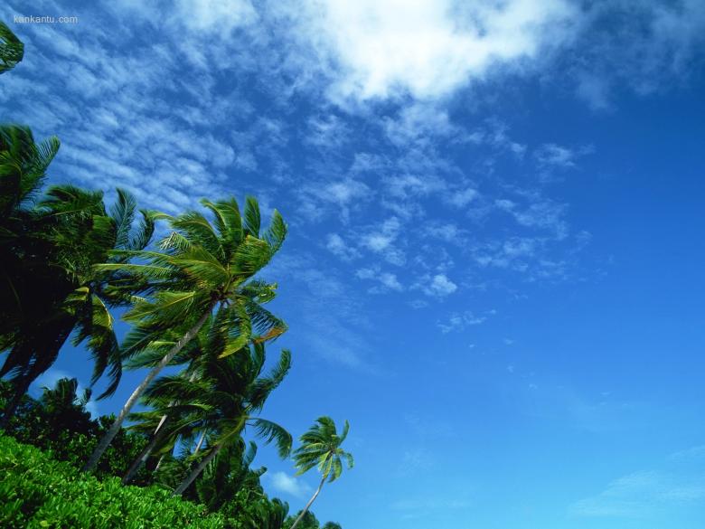 海滩天空椰树