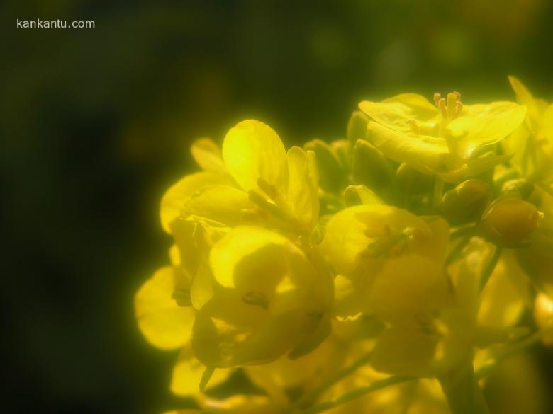 油菜花欣赏