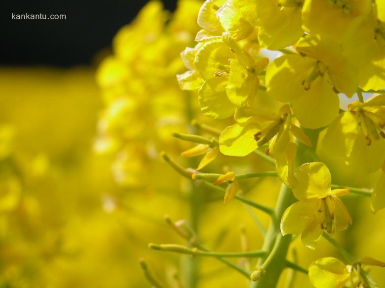 油菜花欣赏