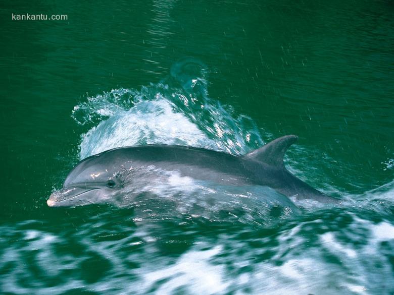 海豚写真