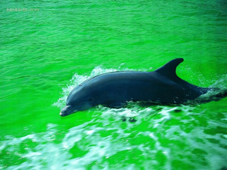 海豚写真