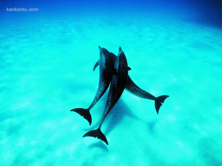 海豚写真