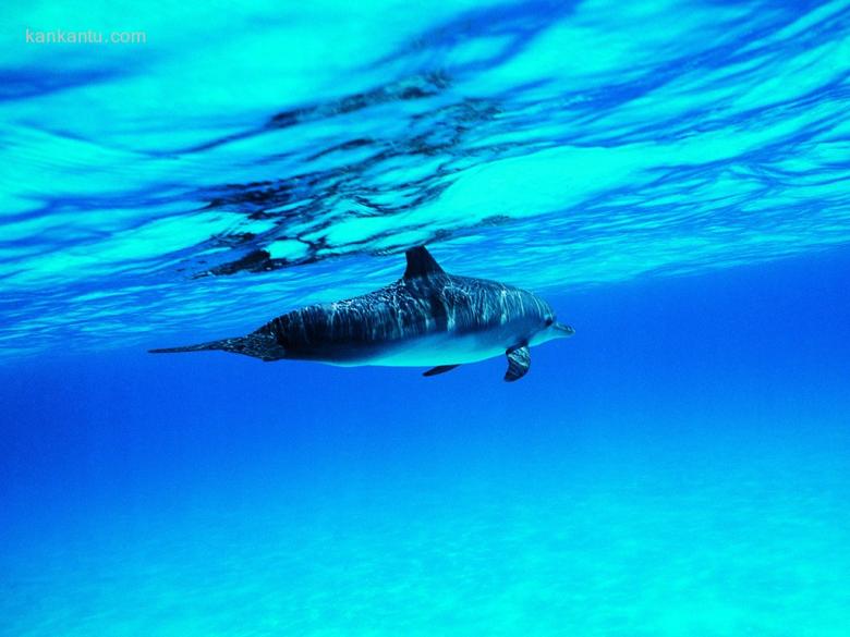 海豚写真