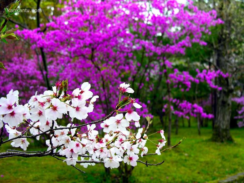 美丽的樱花