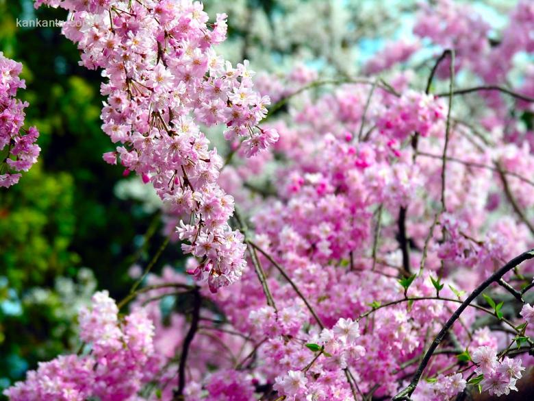 美丽的樱花