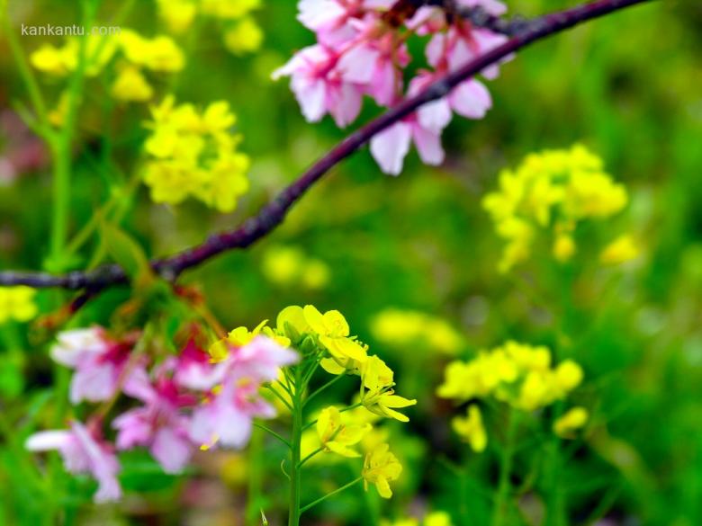 美丽的樱花