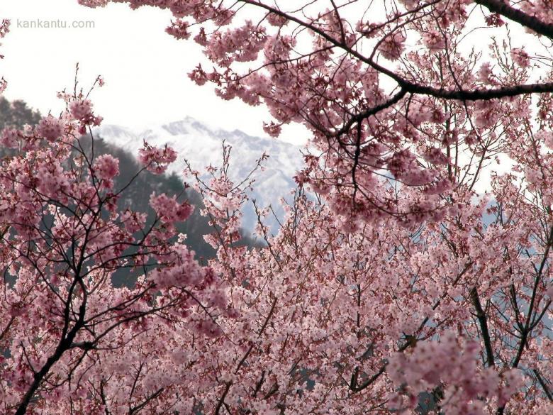 美丽的樱花