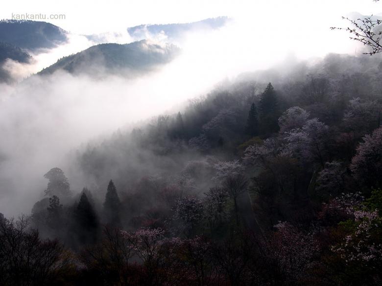 美丽的樱花