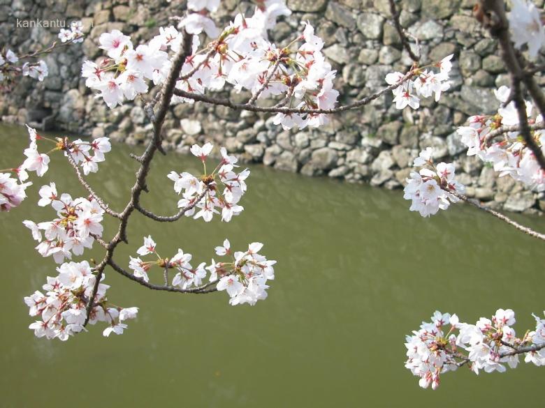 美丽的樱花