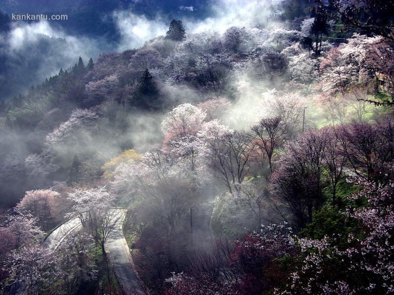 美丽的樱花