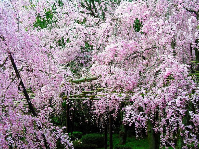 美丽的樱花