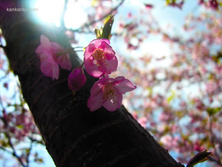 美丽的樱花