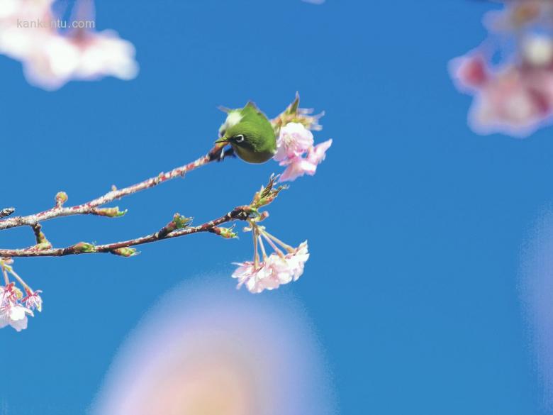 美丽的樱花