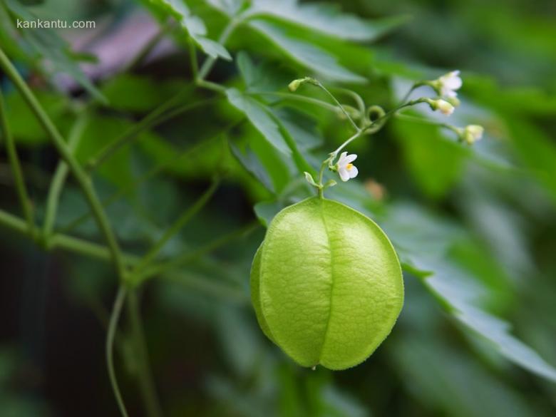 绿草莹莹