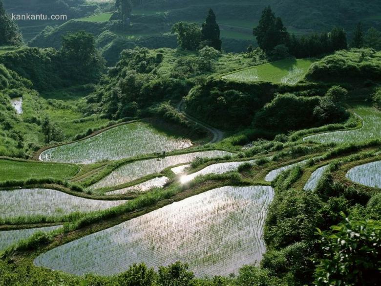 田间美景