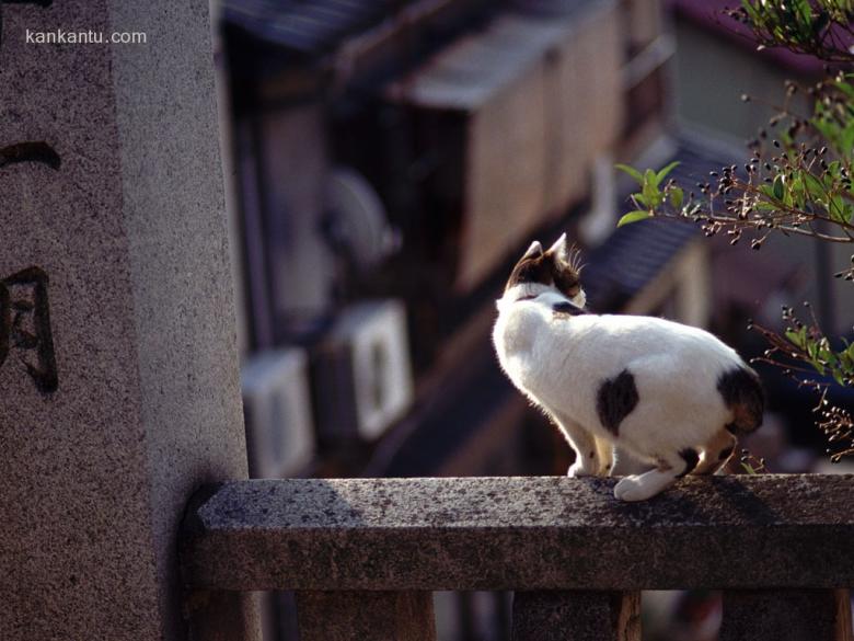 可爱小猫