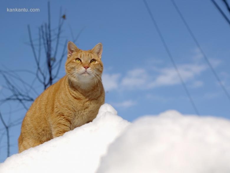 可爱小猫