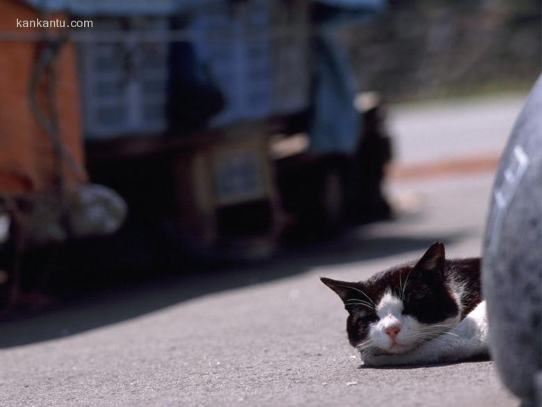 可爱小猫